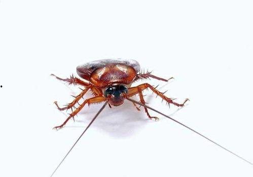 娱乐吃瓜酱蟑螂咬人